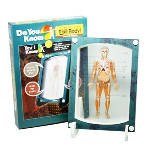 3D액자만들기(인체)/소화기,근육,뼈