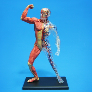 인체 전신근육과 골격 해부 모형