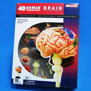 인체 뇌 해부 모형 4D퍼즐 (32조각)/인체 뇌해부모형 4D퍼즐