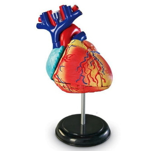 인체 심장 해부 모형퍼즐 4D (31조각)