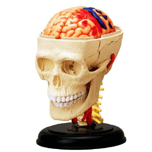 인체 두개골 해부모형 퍼즐 4D (39조각)