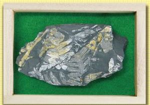 고사리 화석표본(50x70x20mm)