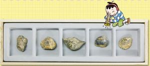 조개화석 5종세트(목상자입)