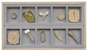화석표본 K5350 10종1조, 330x180x39mm 목상자(신생대)