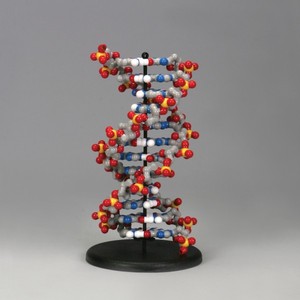 DNA 분자모형모델/ Dynamic DNA Model Kit