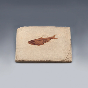 물고기화석(Bony Fish,와이오밍,전시용화석) KSIC-5527