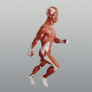 인체근육전신모형(고무재질) K-6195/인체 근육전신모형(고무재질)