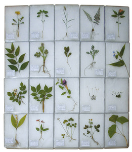 식물표본 20종(아크릴) KSIC-6152