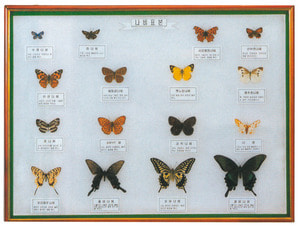 나비표본 