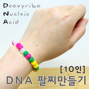 DNA팔찌 만들기(10인용)