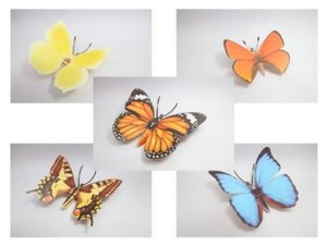 나비5종 만들기 10개 묶음(DIY페이퍼크래프트 자연과학수업 체험학습)