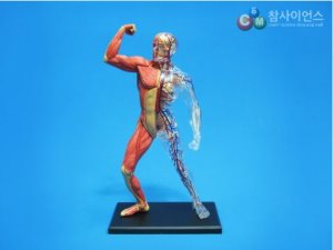 인체근육과 골격 해부모형 4D(전신)
