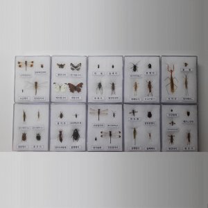 곤충표본40종(아크릴)(160x120x25mm),10개1조
