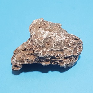 산호화석(실물)180x130mm KSIC-15005