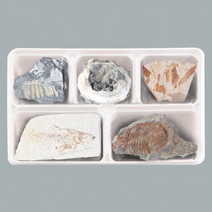 여러가지 화석 표본(5종세트) KSIC-10174