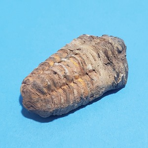 삼엽층 화석(보관케이스 포함) KSIC-15006