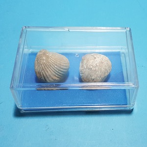 조개 화석(실물) KSIC-15008