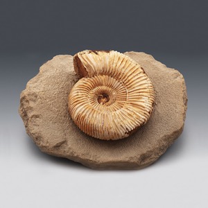 암모나이트 전시용화석(Ammonite) KSIC-5534