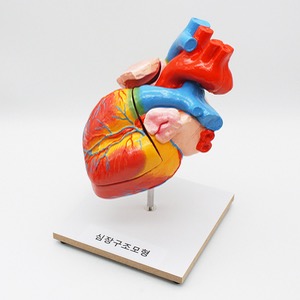 심장구조모형(3쪽 분리식) KSIC-6276