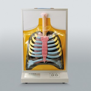 인체호흡운동모형 KSIC-6202