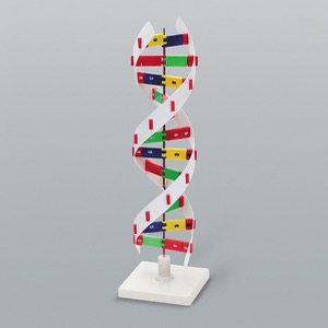 DNA모형 D형 KSIC-6213