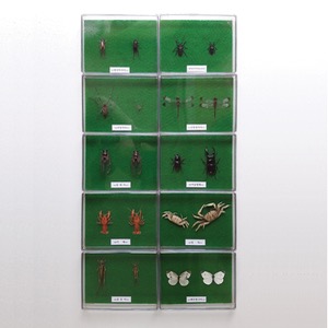 암수비교표본 10종(아크릴)(160x120x25mm),10개1조 KSIC-6549