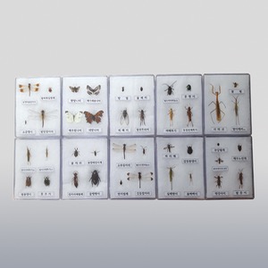 곤충표본40종(아크릴)(160x120x25mm),10개1조 KSIC-6552