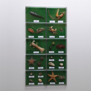 갯벌에사는생물22종(아크릴)(160x120x25mm),10개1조 KSIC-6550