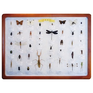 곤충표본 40종 KSIC-6416