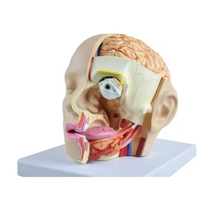 인체 감각기관 모형(분리조립식) KSIC-6522