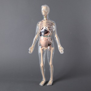 인체골격 + 인체해부모형키트 KSIC-6064