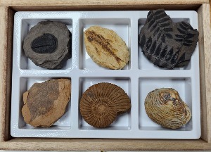 교과서에 나오는 초등 화석 6종1조 A형 (235x165x40mm)/표본류/지구과학/과학교구