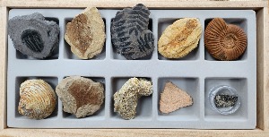 교과서에 나오는 초등 화석 10종1조 (330x180x40mm)/표본류/지구과학/과학교구